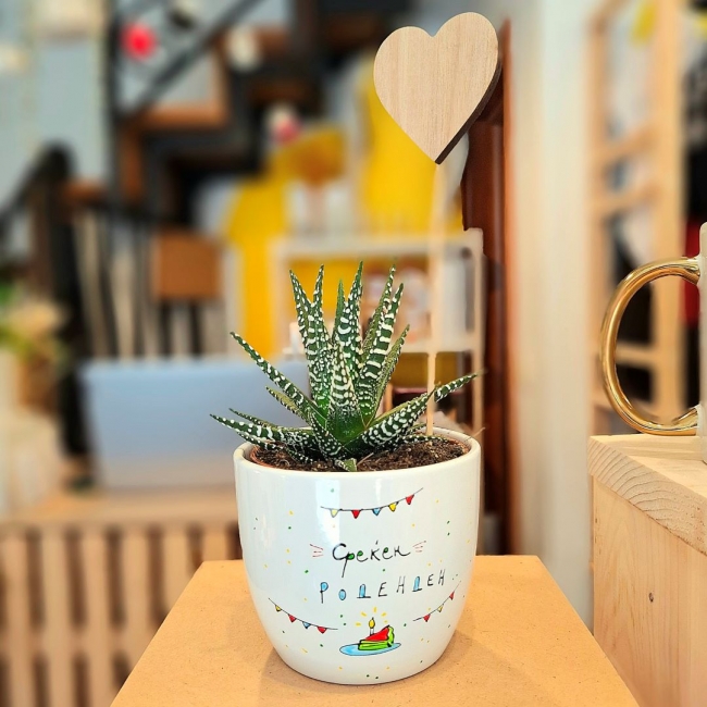 Саксија со дизајн "Среќен роденден" со сукулент